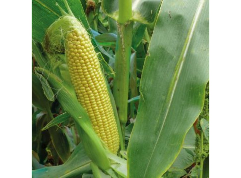  Семена сахарной кукурузы 3517 F1 (75 дней), кочан 26см, 25000 семян, Lark Seeds